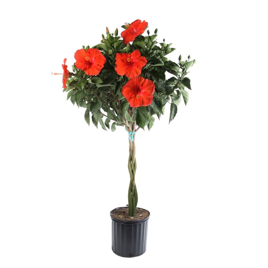 Hibiscus Braid Plant in Plastic Nursery Pot Costa Farms